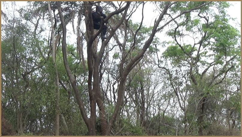 ninja climbing a tree compare to parkour